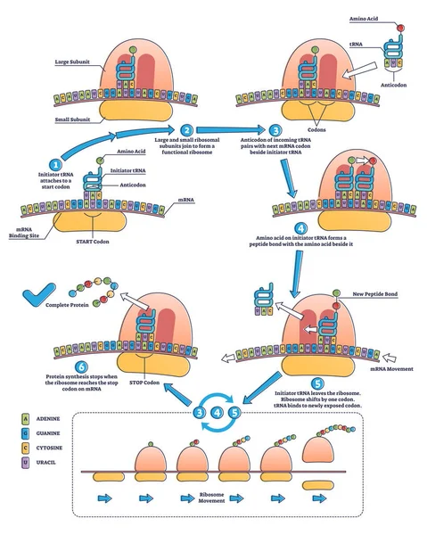 Traduzione dell'RNA come processo di trascrizione del DNA al diagramma di contorno dell'RNA — Vettoriale Stock