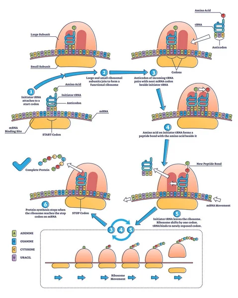 Překlad RNA jako proces transkripce DNA do schématu RNA — Stockový vektor