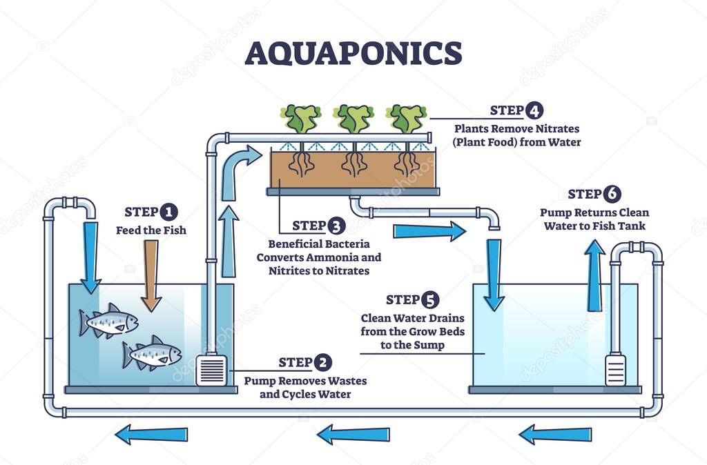 Aquaponics food production with hydroponics plants and fishes outline diagram