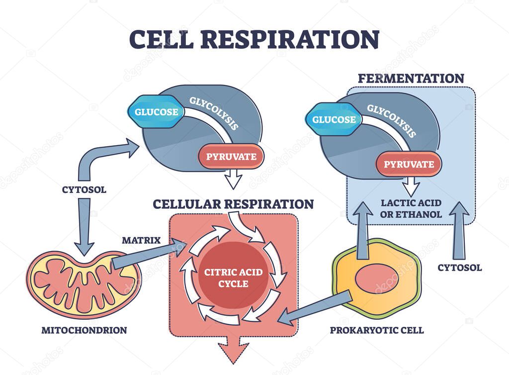 Cell respiration process explanation with biological stages outline diagram
