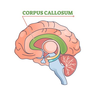 Corpus callosum educational brain part location in brain outline diagram clipart