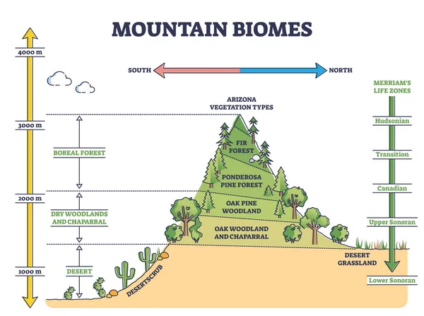 Biomas de montanha com altitude e zonas de vida de merriams diagrama de contorno do eixo —  Vetores de Stock