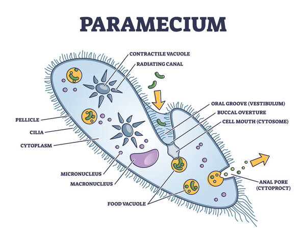 Paramecium microscopic closeup structure with anatomical outline diagram