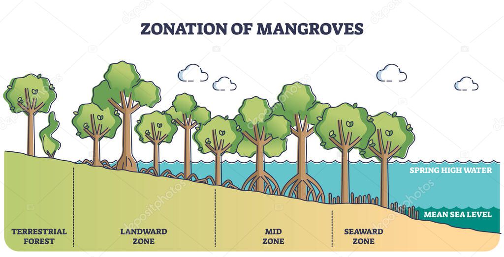 Zonation of mangroves trees as forest plant species ecosystem outline diagram