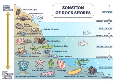 Su altı türleri ve organizmaların bulunduğu kaya kıyılarının zonasyonu şema çizgisi