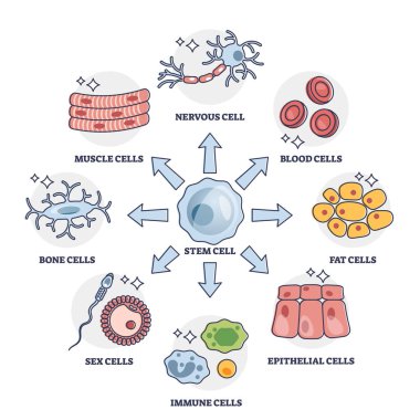 Cellular differentiation process with stem cell type change outline diagram clipart