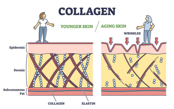 Эффект коллагена как молодая или стареющая кожа в анатомической диаграмме обзора