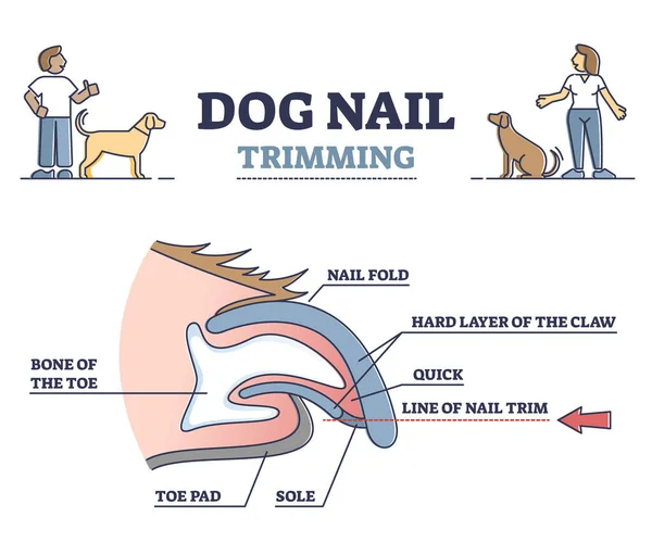 解剖学的爪側ビュー構造を持つ犬の爪トリミングアウトライン図 — ストックベクタ