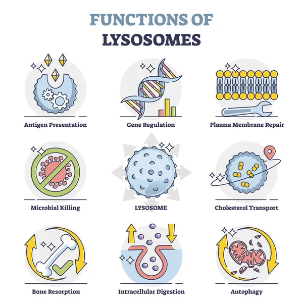 Functions of lysosomes with anatomical explanation outline collection set — Stock Vector