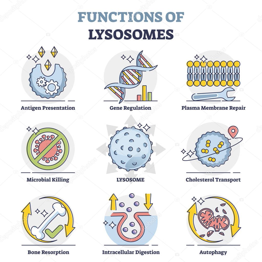 Functions of lysosomes with anatomical explanation outline collection set