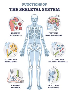 İskelet sistemi veya kemik anatomik işlevsellik şeması işlevleri