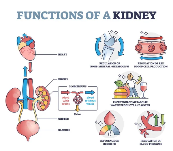 Funzioni del rene con diagramma schematico anatomico del sistema di filtraggio degli organi — Vettoriale Stock
