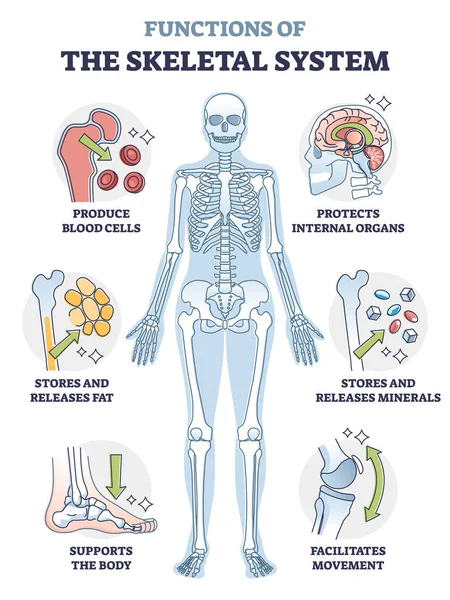 Funzioni del sistema scheletrico o della funzionalità anatomica ossea schema schematico — Vettoriale Stock