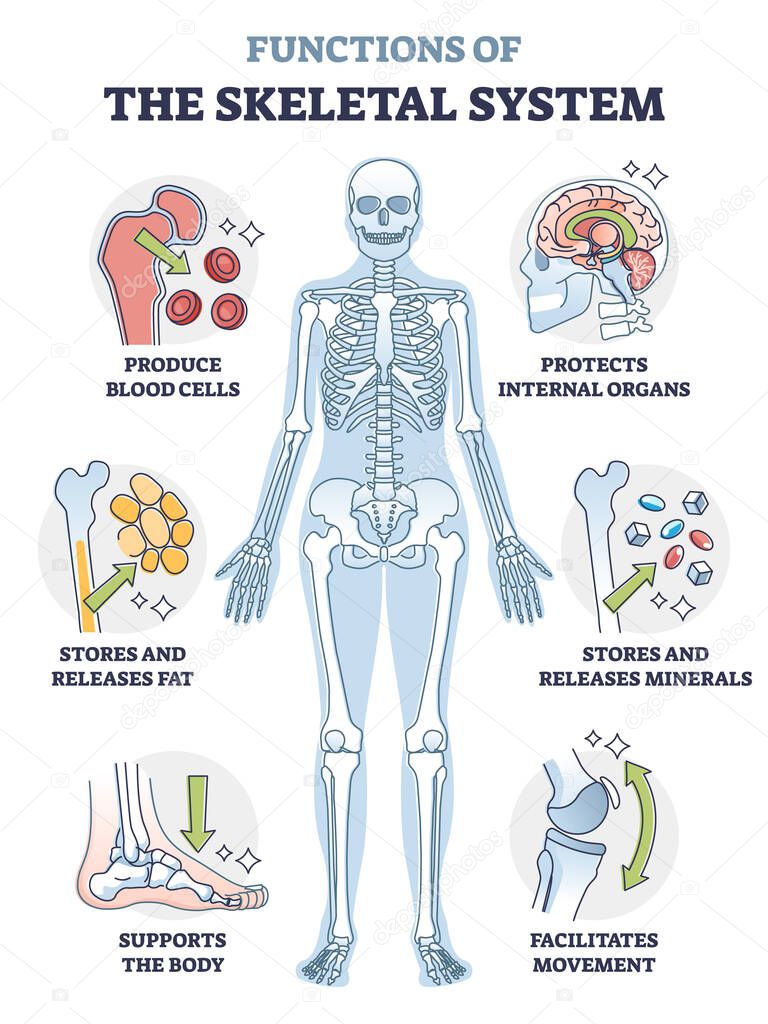 Functions of skeletal system or bone anatomical functionality outline diagram