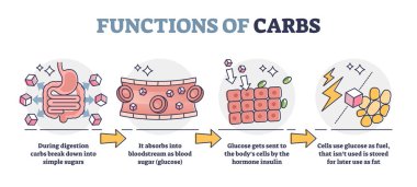 Functions of carbs and carbohydrates in digestive system outline diagram clipart