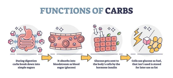118 Carb Metabolism Vector Images Carb Metabolism Illustrations Depositphotos