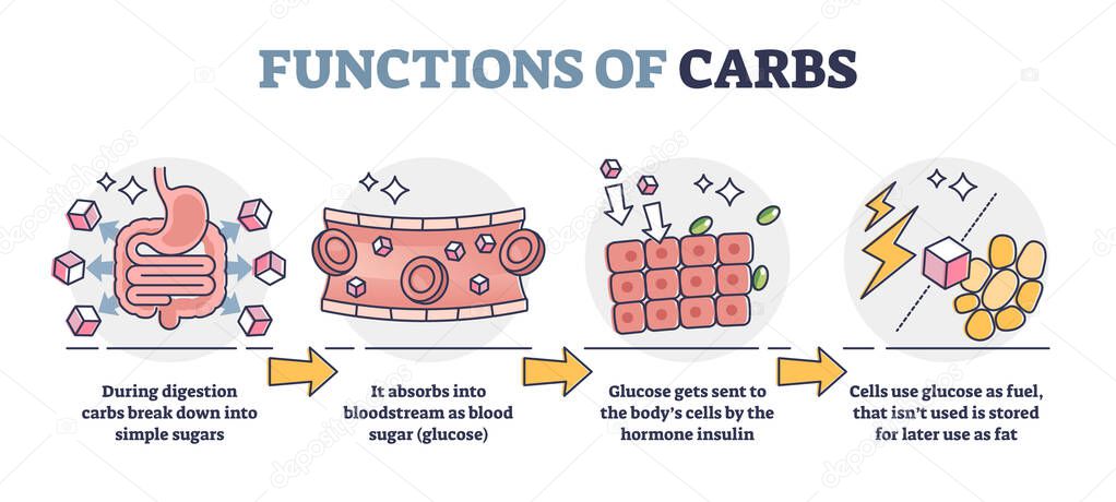 Functions of carbs and carbohydrates in digestive system outline diagram