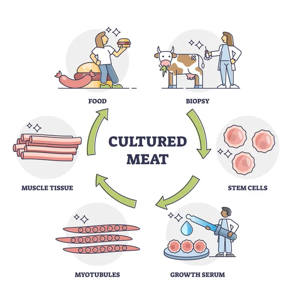 Tecnología de la carne cultivada como células madre artificiales diagrama de contorno de crecimiento de alimentos — Archivo Imágenes Vectoriales