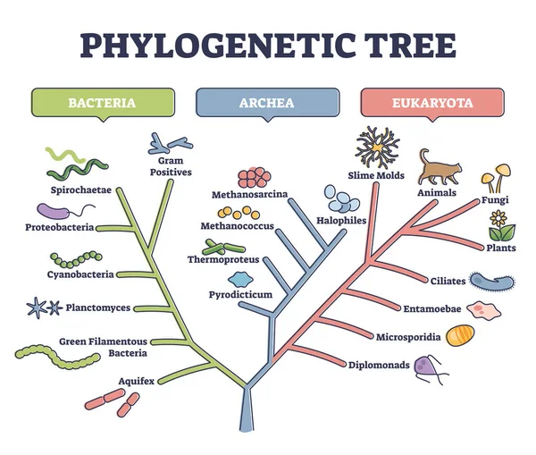 Árbol filogenético, filogenia o diagrama de esquema de clasificación evolutiva — Archivo Imágenes Vectoriales