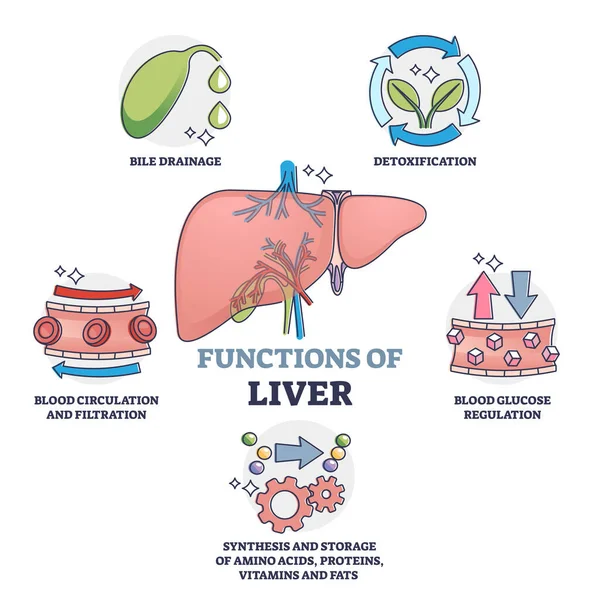 Functions of liver as healthy body organ description outline collection set — Stock Vector