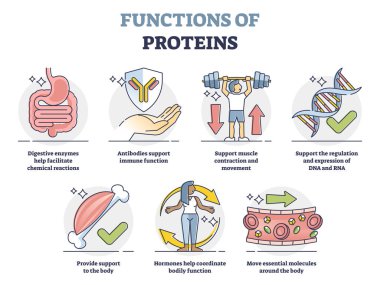 Functions of proteins with anatomical roles in body outline collection set clipart