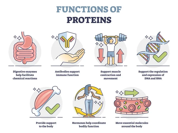 Funciones de las proteínas con funciones anatómicas en el conjunto de colección de contornos corporales — Archivo Imágenes Vectoriales