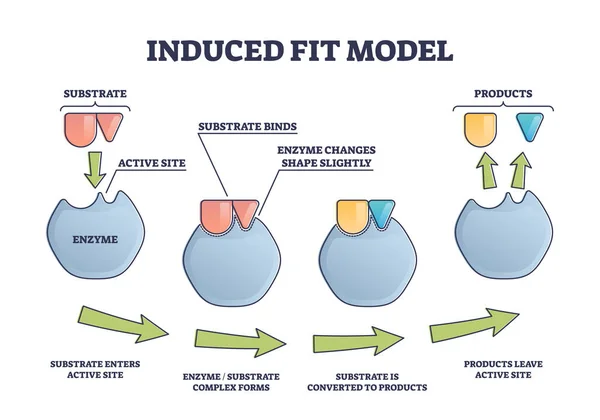 Induced fit model process explanation with enzyme products outline diagram — 스톡 벡터
