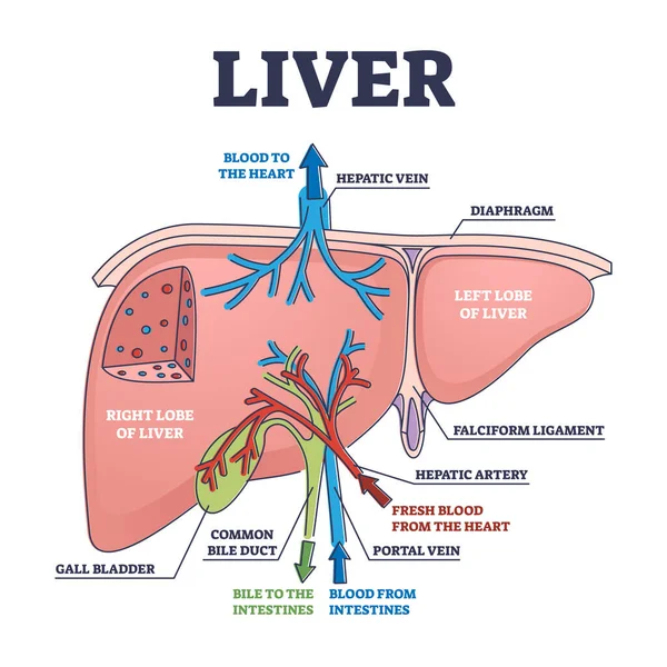 Estructura del hígado y función anatómica del órgano explicación esquema diagrama — Vector de stock