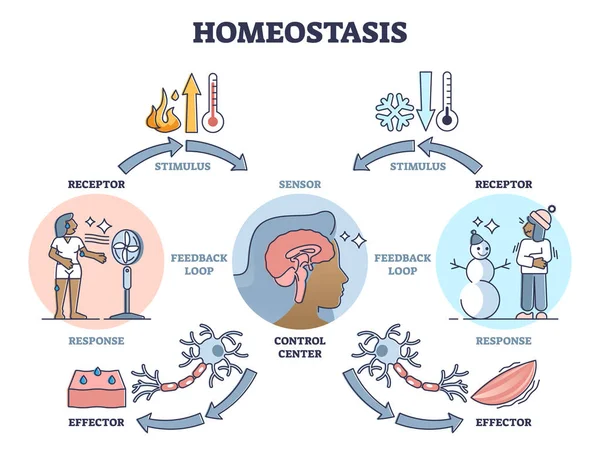 Homeostasis como estado biológico con diagrama de contorno de regulación de temperatura — Vector de stock