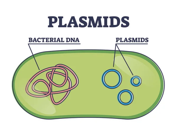 Plásmidos con células estructura de molécula de ADN extracromosomal diagrama de contorno — Archivo Imágenes Vectoriales