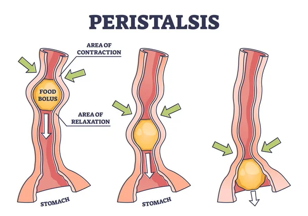 Anatomik gıda yutma süreci olarak peristalis açıklama şeması — Stok Vektör