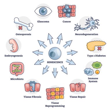 Senescence cell aging problem with human health risks in outline diagram clipart