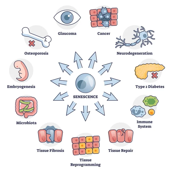 Senescence cell aging problem with human health risks in outline diagram — Stock Vector