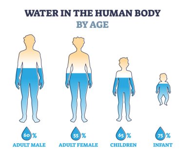 İnsan vücudundaki su, ana diyagramda yüzdelik olarak karşılaştırılır.