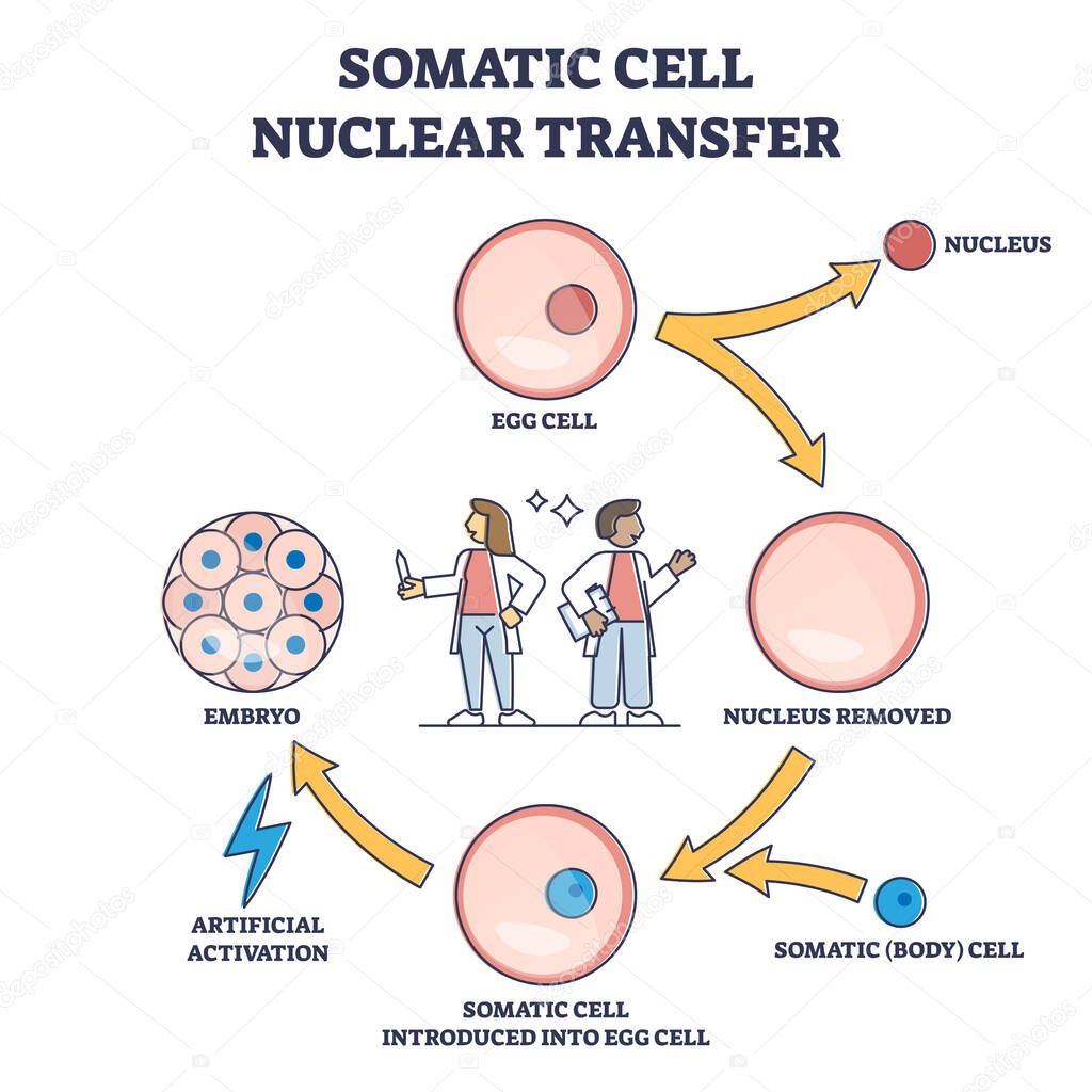 Somatic cell nuclear transfer as genetic change process steps outline diagram