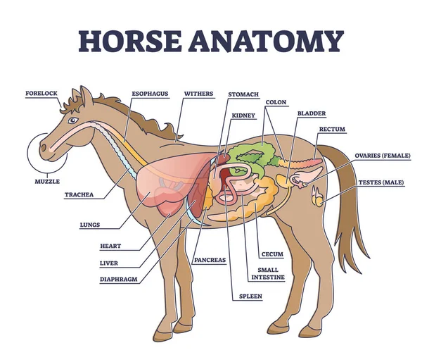 Anatomie koní a tělo zvířete vnitřní fyziologická struktura obrys diagram — Stockový vektor