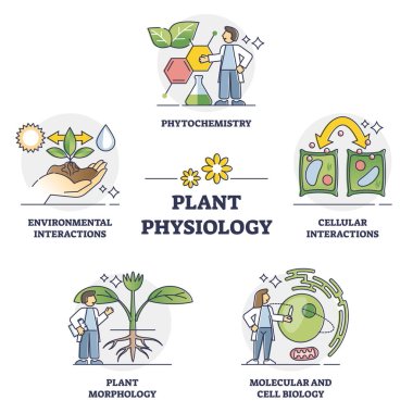 Plant physiology five key areas study and research outline collection set clipart