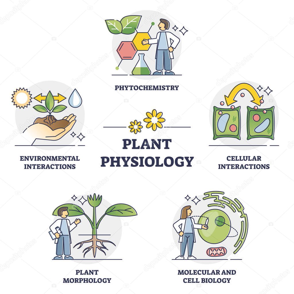 Plant physiology five key areas study and research outline collection set