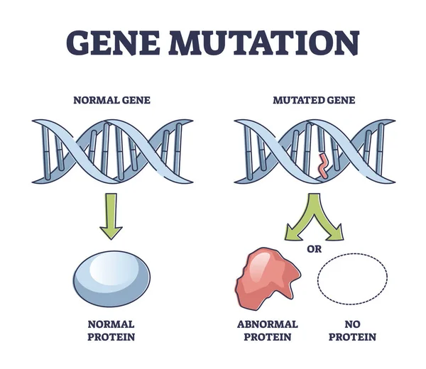 Gen mutasyon modelleri anormal sarmal protein şeması ile karşılaştırıldığında — Stok Vektör