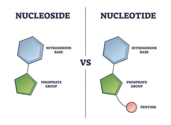 Сравнение нуклеозидов и нуклеотидных соединений — стоковый вектор