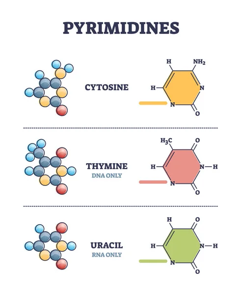 Pyrimidines as cytosine, thymine and uracil organic compounds outline diagram — Stock Vector