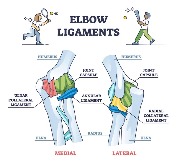 Ligaments du coude avec diagramme de contour médian ou latéral de la structure des rayons X médicaux — Image vectorielle