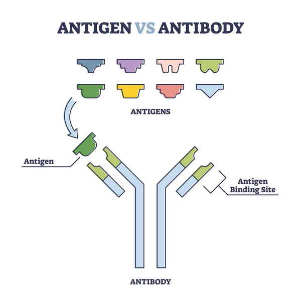 Antigénio vs anticorpo com diferenças no sistema imunitário médico esquema de contorno — Vetor de Stock