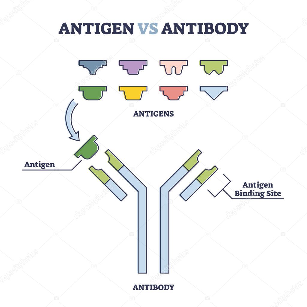 Antigen vs antibody with medical immune system differences outline diagram