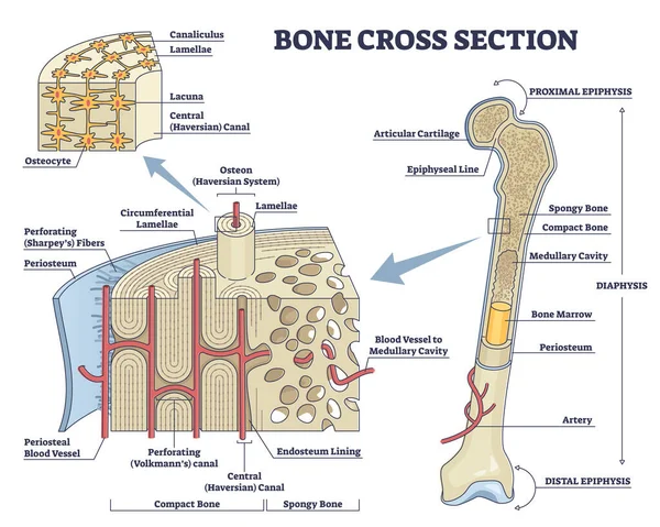 Botdoorsnede en geïsoleerd anatomisch gedetailleerd structuurschema — Stockvector