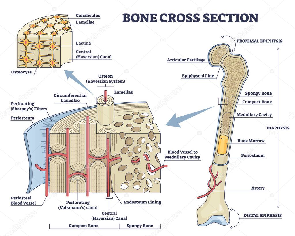 Bone cross section and isolated anatomical detailed structure outline diagram