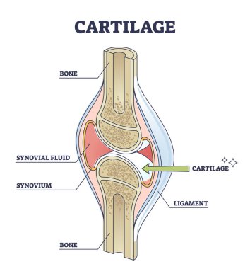 Cartilage elastic tissue location in body and leg structure outline diagram clipart