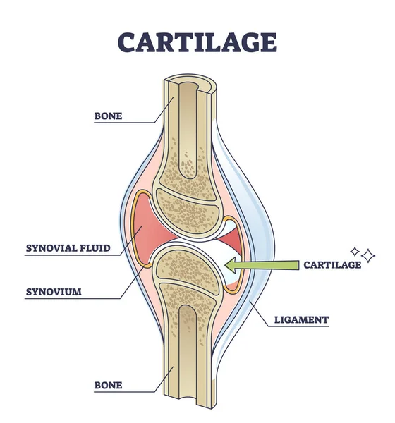 Posizione del tessuto elastico della cartilagine nel diagramma di contorno della struttura del corpo e delle gambe — Vettoriale Stock