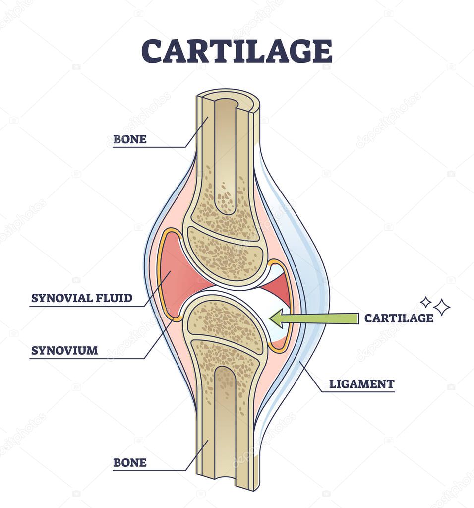 Cartilage elastic tissue location in body and leg structure outline diagram