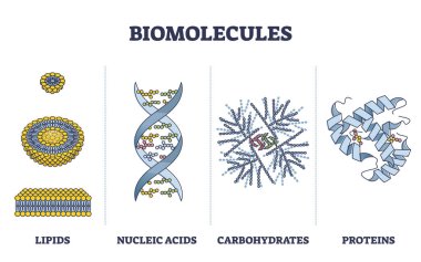 Biomolecules or biological molecules type collection in outline diagram clipart